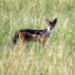 Jackal - Maasai Mara Reserve - Kenya