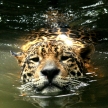Leopard in Natural Habitat