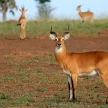 Impala Antelope, Uganda, Africa
