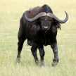 Buffalo, Uganda, Africa