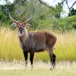 Water Buck - Uganda, Africa
