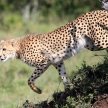 Cheetah - Maasai Mara Reserve - Kenya