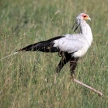 Secretary Bird - Maasai Mara Reserve - Kenya