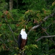 African Fish Eagle in Uganda, Africa