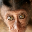 Long Tailed Macaque Baby
