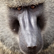 Baboon - Kenya