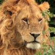 Male Lion - Kenya