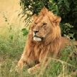 Male Lion - Kenya