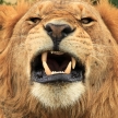 Male Lion - Kenya