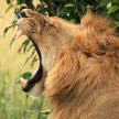 Male Lion - Kenya