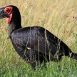 Ground Hornbill - Kenya