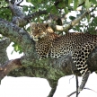 Leopard in Tree - Kenya