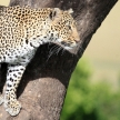 Leopard in Tree - Kenya