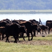 Buffalo Herd - Kenya