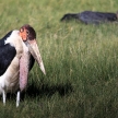 Maribou Stork - Kenya