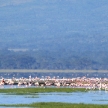 Lake Nukuru Nature Reserve - Kenya