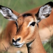 Impala - Kenya