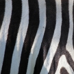 Zebra Skin Pattern - Kenya
