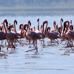 Pink Flamingoes - Lake Nukuru Nature Reserve - Kenya