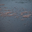 Pink Flamingoes - Lake Nukuru Nature Reserve - Kenya