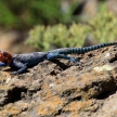 Lizard in Kenya