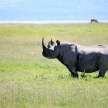 Rhino in Kenya