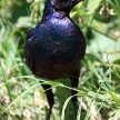 Splendid / Superb Starling - Kenya