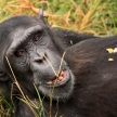 Chimpanzee - Uganda