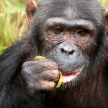 Chimpanzee - Uganda