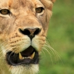 Lion - African Wildlife