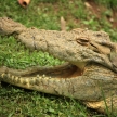 Crocodille - African Wildlife