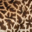 Giraffe - Tarangire National Park. Tanzania, Africa