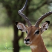 Impala - Tarangire National Park. Tanzania, Africa