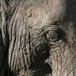 Elephant Skin. Tanzania, Africa