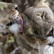 Lion - Africa