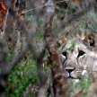 Lion - Africa