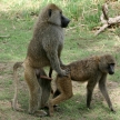 Baboon - Tanzania, Africa