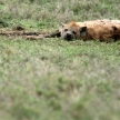 Hyena - Serengeti, Africa