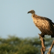 Vulture - Serengeti, Tanzania, Africa