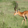 Impala Antelope - Serengeti, Tanzania, Africa