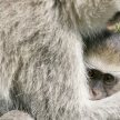 Vervet Monkey - Serengeti Safari, Africa