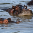 Hippos in Africa