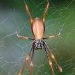 Spider - Fraser Island, UNESCO, Australia