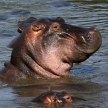 Hippos in Africa