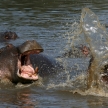 Hippos Fighting in Africa