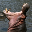 Hippo Mouth Wide Open in Africa