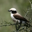 Northern White-crowned Shrike, Africa