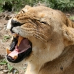 Female Lion - Serengeti Safari, Tanzania, Africa