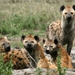 Hyena - Serengeti, Africa