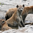 Hyena - Serengeti, Africa